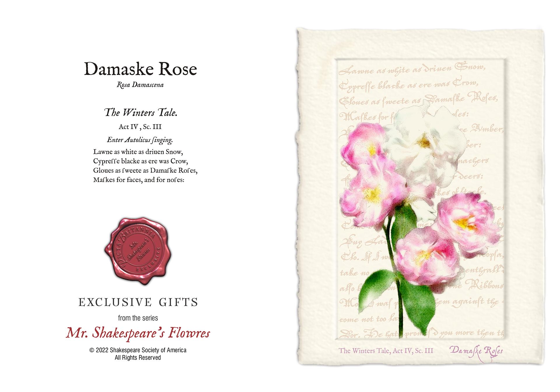 Damask Rose Card Shakespeare Society Of America